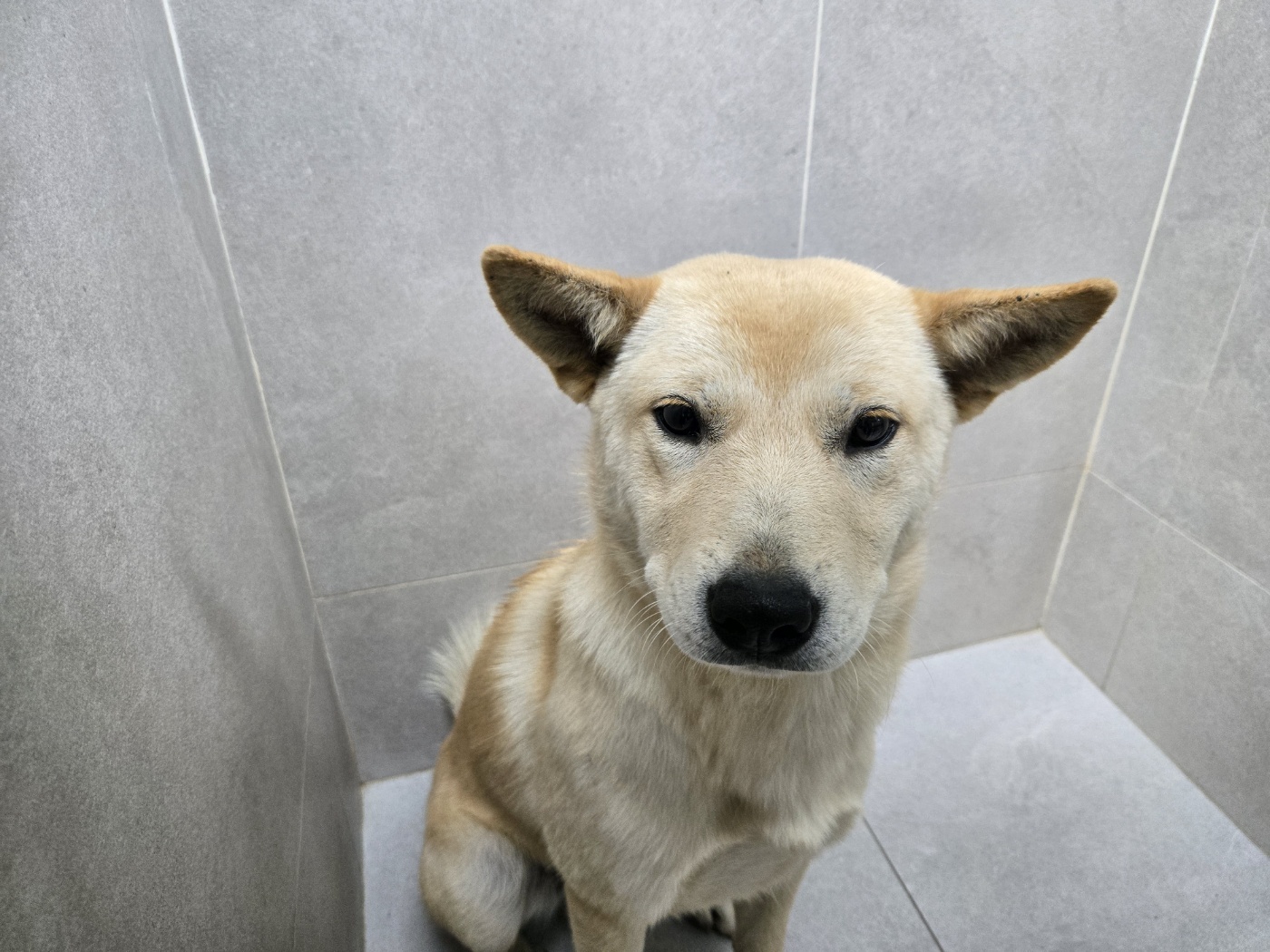 고양시동물보호센터_441394202502340